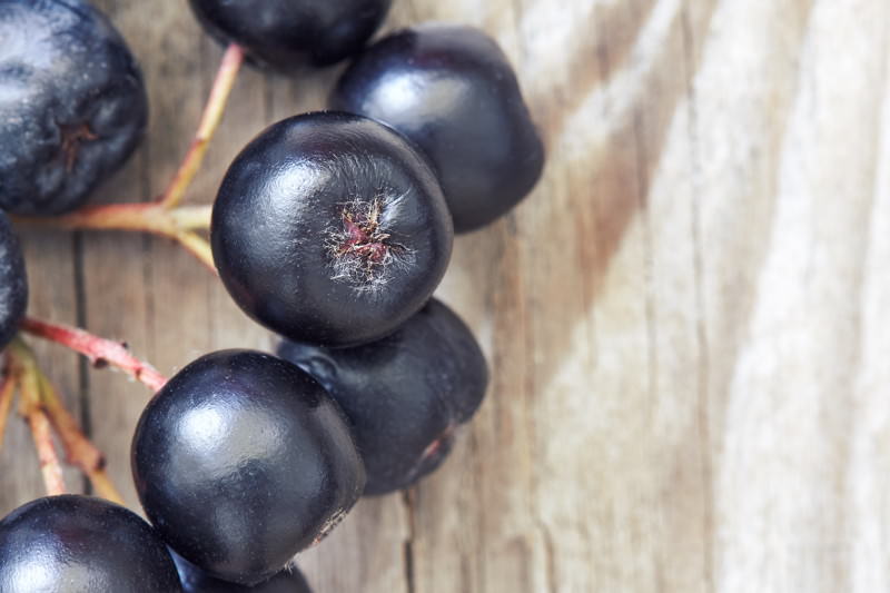 Aronia, Apfelbeere, Aronia melanocarpa, Aroniabeere, Schwarze Apfelbeere