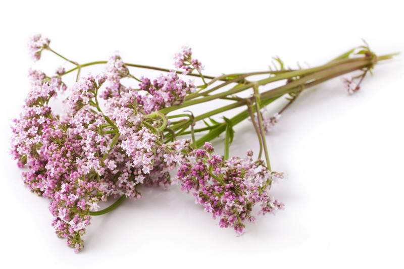 Baldrian, Arznei-Baldrian, Balderbracken, Balderjan, Bullerjan, Dammarg, Dreifuß, Echter Baldrian, Gemeiner Baldrian, Katzenkraut, Mondwurzel, Stinkbaltes, Stinkwurz, Valeriana officinalis, Waldspeik