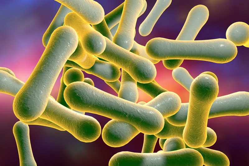 Corynebacterium diphtheriae Corynebacterium diphtheriae