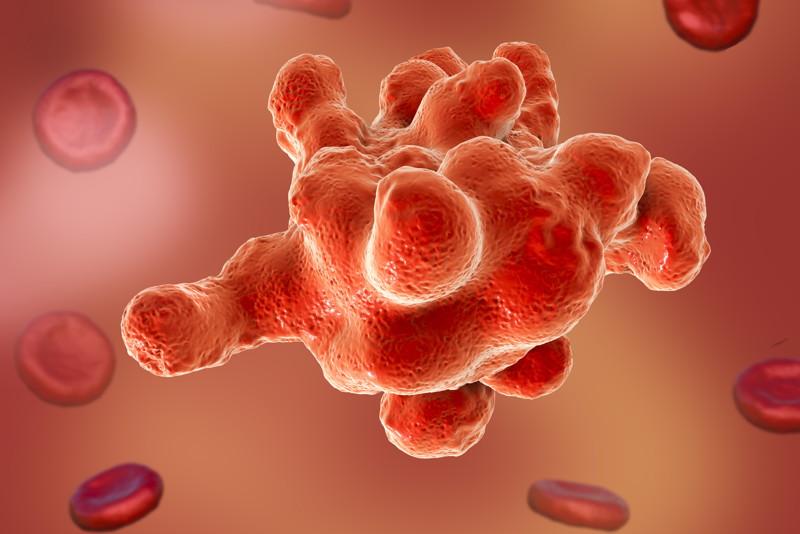 Entamoeba histolytica