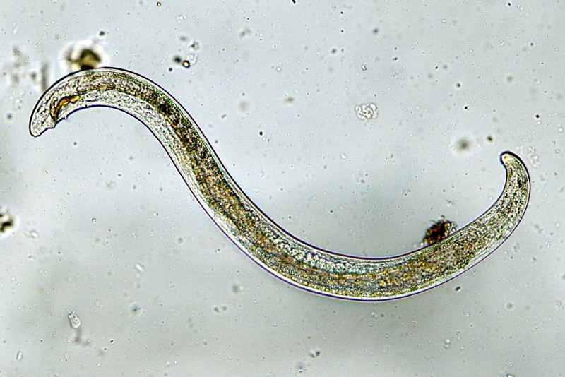 Fadenwürmer, Filarien, Nematoda
