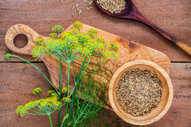 Fenchel Fenchel,