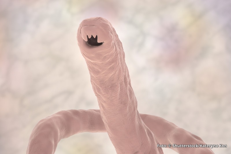 Hakenwurm Hakenwurm