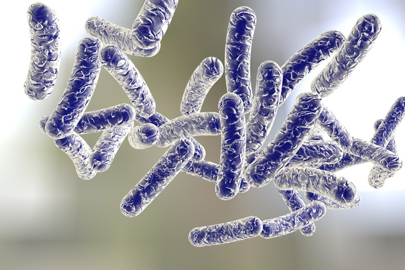 Legionella pneumophila