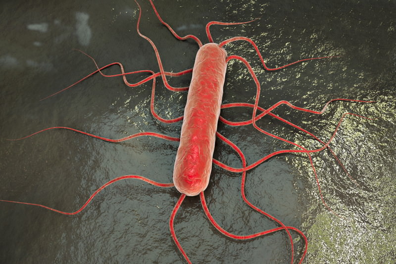 Listeria monocytogenes