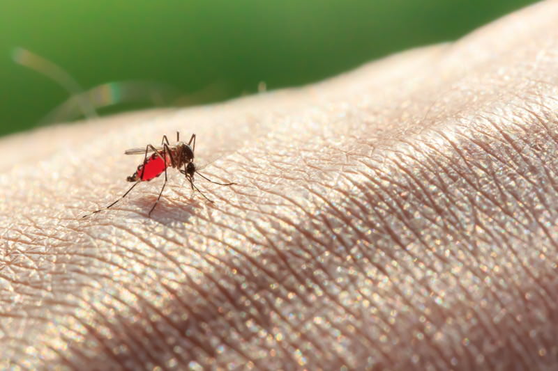 Malaria, Febris intermittens, Kaltes Fieber, Marschenfieber, Sumpffieber, Wechselfieber