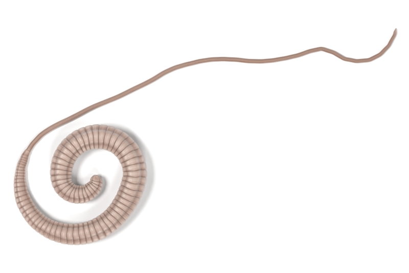 Peitschenwurm Peitschenwurm, Trichuris trichiura