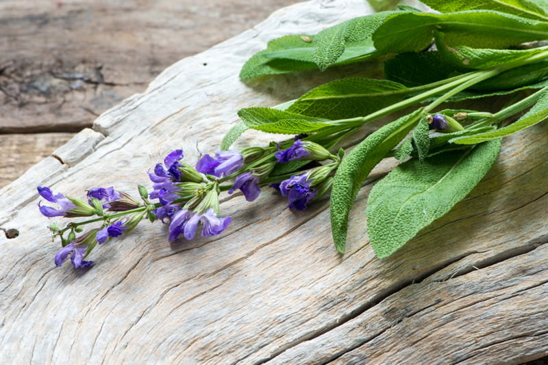 Salbei, Dalmatinischer Salbei, Salvia officinalis