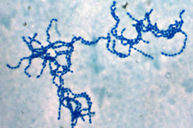 Streptococcus pyogenes, A-Streptokokken