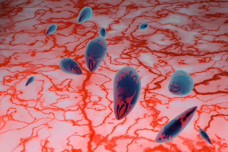Toxoplasma gondii Toxoplasma gondii