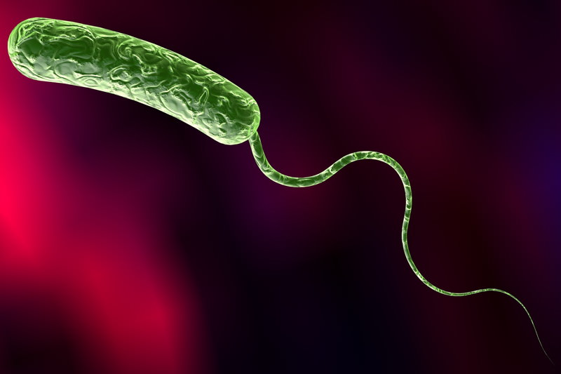 Vibrio cholerae, Cholera-Bakterien, Vibrionen