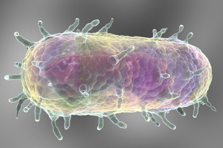Yersinia pestis Krankheiten und Vorbeugung des Erregers eMEDI